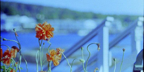 Lazy 3-day weekend poll ~ open thread, mid-August 2025