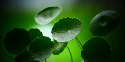 Friday scent of the day 8/15